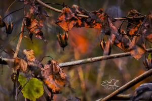 The beautiful reds, oranges, and browns of fall really pop in this photo of the leaves and vine seed pods in the forest underbrush.