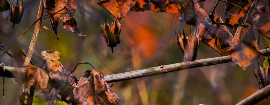 The beautiful reds, oranges, and browns of fall really pop in this photo of the leaves and vine seed pods in the forest underbrush.