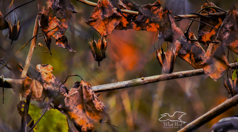 The beautiful reds, oranges, and browns of fall really pop in this photo of the leaves and vine seed pods in the forest underbrush.