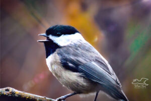 A cute little Carolina chickadee sings a beautiful song while perched in the colorful underbrush of central Florida.