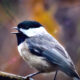 A Carolina Chickadee Looks Beautiful in a Colorful Setting
