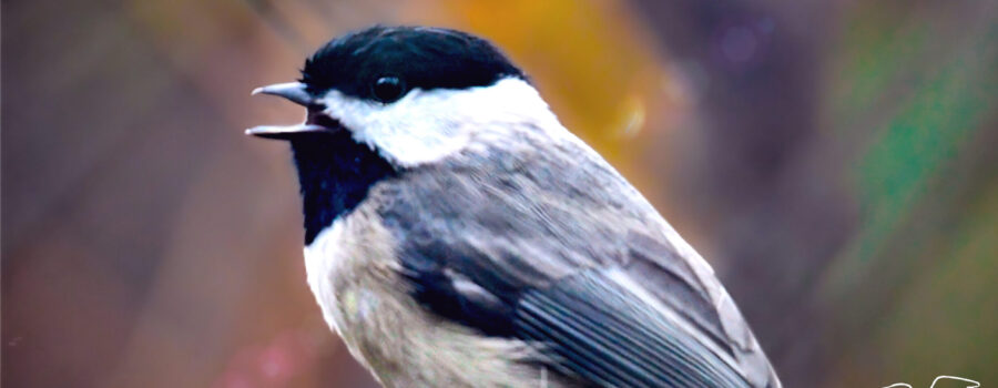 A cute little Carolina chickadee sings a beautiful song while perched in the colorful underbrush of central Florida.