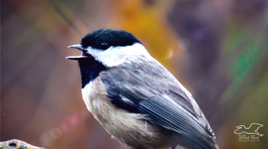 A cute little Carolina chickadee sings a beautiful song while perched in the colorful underbrush of central Florida.