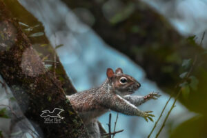 An eastern grey squirrel launches itself from one limb to another.