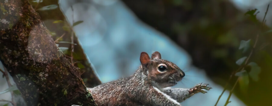 An eastern grey squirrel launches itself from one limb to another.