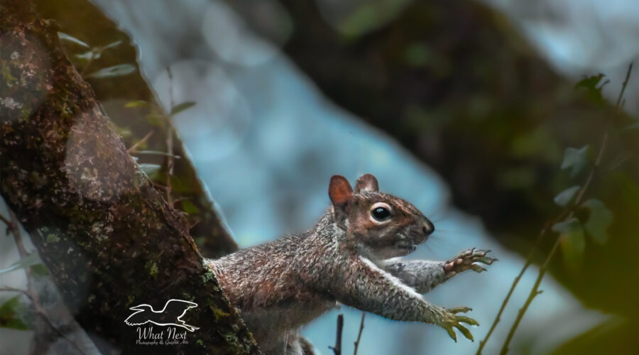 An eastern grey squirrel launches itself from one limb to another.