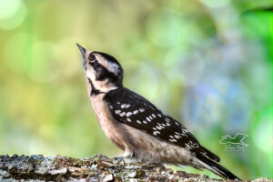 Downy woodpeckers are adorable small woodpeckers that are constantly on the move.