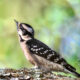 Little Downy Woodpeckers are Busy