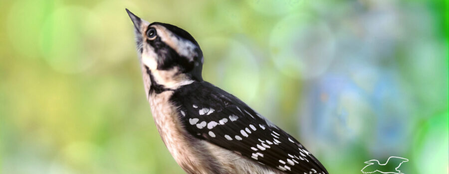 Downy woodpeckers are adorable small woodpeckers that are constantly on the move.