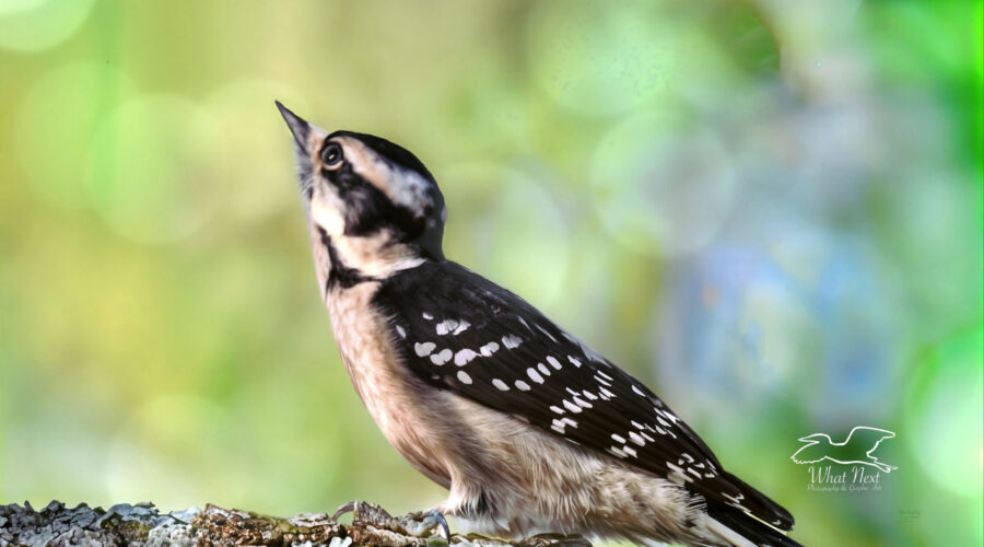 Downy woodpeckers are adorable small woodpeckers that are constantly on the move.