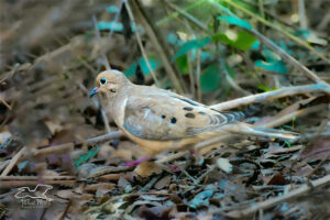 A mourning dove races across an open areas in the brush.