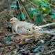 Beautiful Mourning Doves are Often Shy