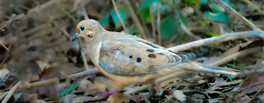 A mourning dove races across an open areas in the brush.