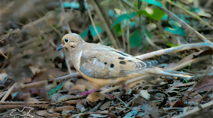 A mourning dove races across an open areas in the brush.