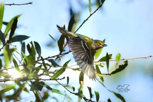 A pretty little white eyed vireo takes off from a tree on a Florida winter morning.
