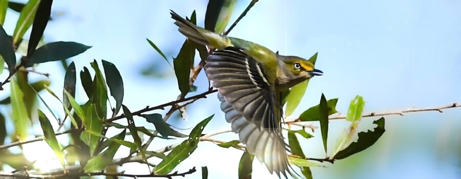 A pretty little white eyed vireo takes off from a tree on a Florida winter morning.