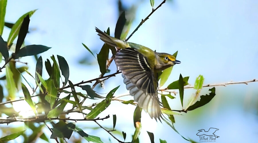 A pretty little white eyed vireo takes off from a tree on a Florida winter morning.
