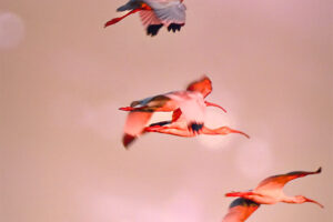 Several white ibis fly towards their roost through an orangish sky near sunset.