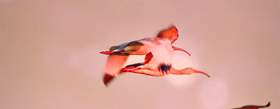 Several white ibis fly towards their roost through an orangish sky near sunset.