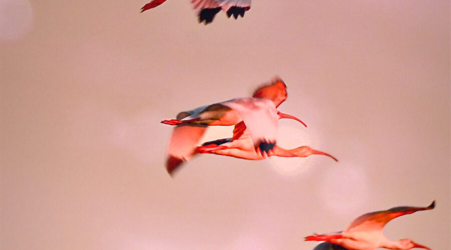 Several white ibis fly towards their roost through an orangish sky near sunset.