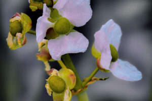 Bulltongue arrowroot is one of the flowers that pretty much blooms all year round in central Florida.