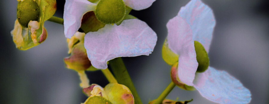 Bulltongue arrowroot is one of the flowers that pretty much blooms all year round in central Florida.
