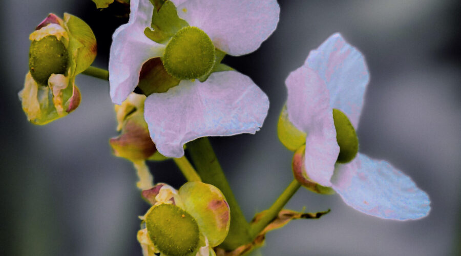 Bulltongue arrowroot is one of the flowers that pretty much blooms all year round in central Florida.