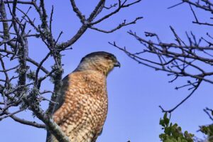 A Cooper’s hawk perches at the top of a tree to get a great visual vantage point.