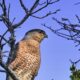Cooper’s Hawks Love to Perch in the Tree Tops