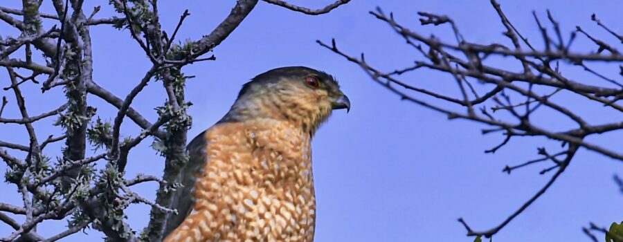 A Cooper’s hawk perches at the top of a tree to get a great visual vantage point.