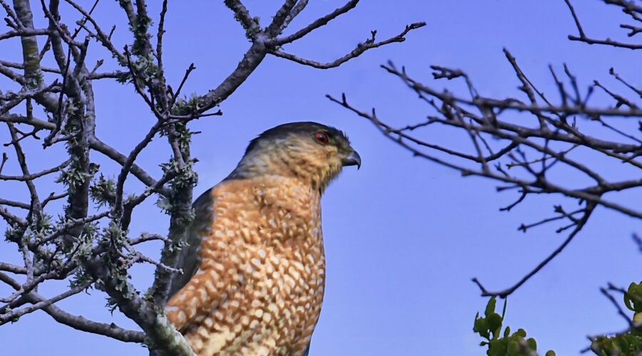 A Cooper’s hawk perches at the top of a tree to get a great visual vantage point.