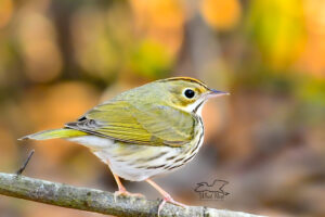 An oven bird takes a quick rest on a tree branch in a well lit part of the forest.