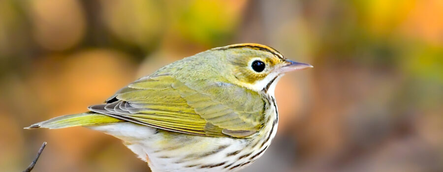 An oven bird takes a quick rest on a tree branch in a well lit part of the forest.