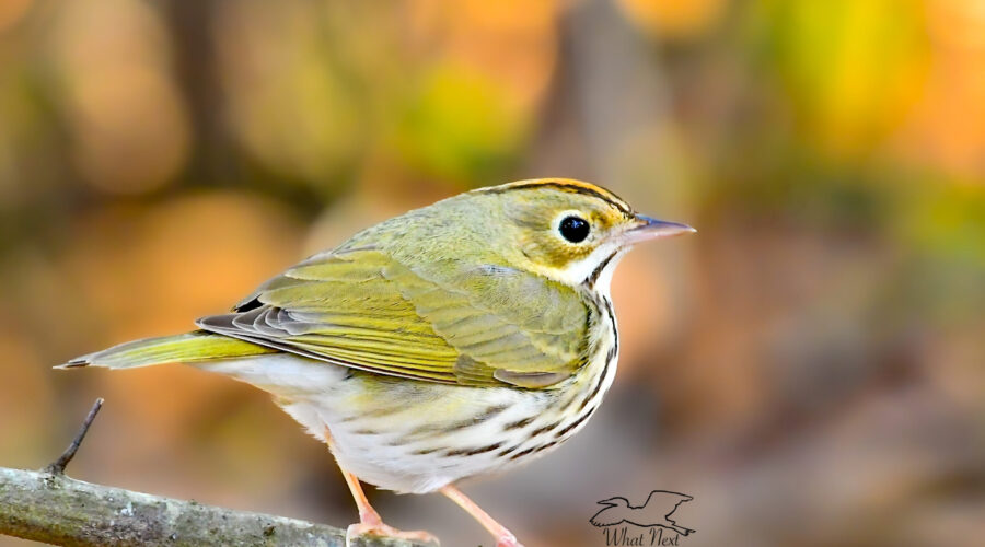 An oven bird takes a quick rest on a tree branch in a well lit part of the forest.