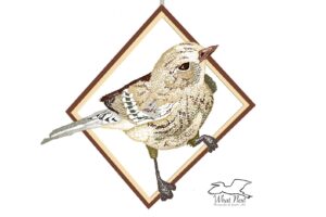 A pair of yellow rumped warblers are shown drawn in diamond shaped frames.