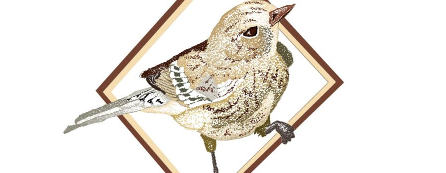 A pair of yellow rumped warblers are shown drawn in diamond shaped frames.