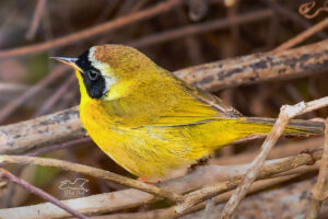 A beautiful yellow warbler with a black mask perches in a tangle of vines.