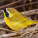 It was Exciting to See a Colorful Common Yellowthroat