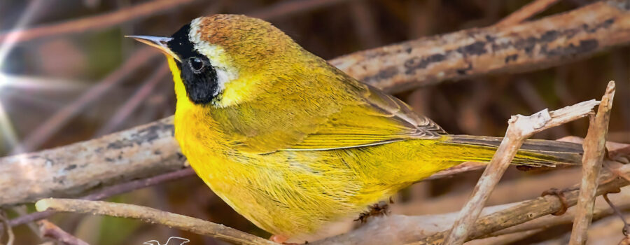 A beautiful yellow warbler with a black mask perches in a tangle of vines.