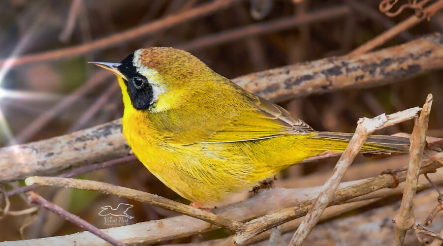A beautiful yellow warbler with a black mask perches in a tangle of vines.