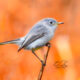Beautiful Blue Grey Gnatcatchers Can be Found in Swamps