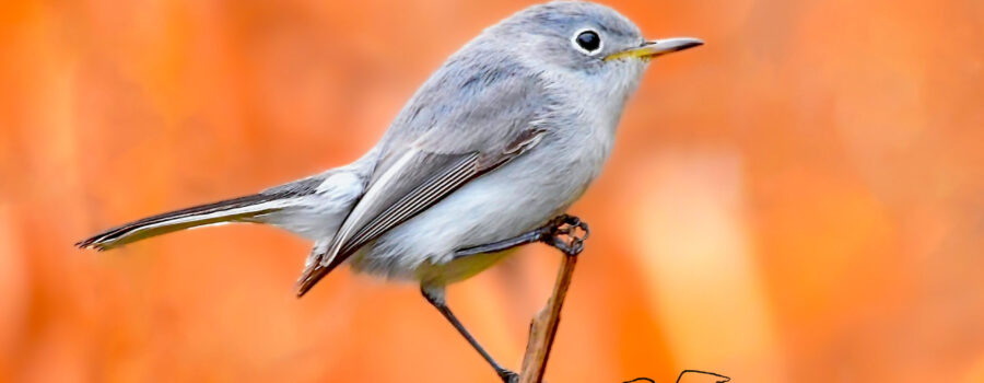 A tiny little blue grey gnatcatcher perches on a small twig in the middle of a cypress swamp.