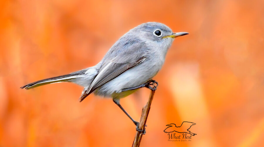A tiny little blue grey gnatcatcher perches on a small twig in the middle of a cypress swamp.
