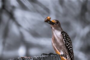 A female red bellied woodpecker spears an acorn as part of breaking its shell to reach the tasty nut.