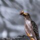 Acorns are Very Much Loved by Colorful Red Bellied Woodpeckers