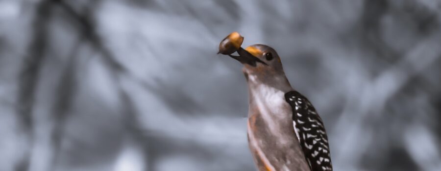 A female red bellied woodpecker spears an acorn as part of breaking its shell to reach the tasty nut.