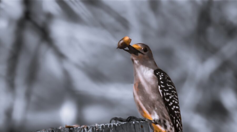 A female red bellied woodpecker spears an acorn as part of breaking its shell to reach the tasty nut.