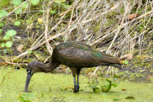 Glossy ibis use their highly sensitive, long, curved beaks to find food in places where they can’t see.