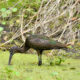 Beautiful Glossy Ibis Have an Interesting Way of Feeding