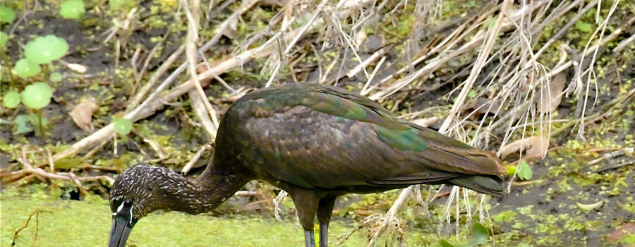 Glossy ibis use their highly sensitive, long, curved beaks to find food in places where they can’t see.